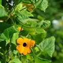Thunbergia alata 'Super Star' (2)